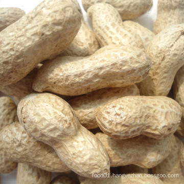 Export Good Quality Fresh Chinese Peanuts in Shell